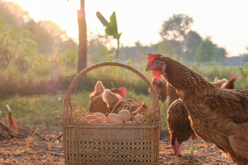 A wooden basket of eggs at chicken coop in the morning sunrise.  © ANEK