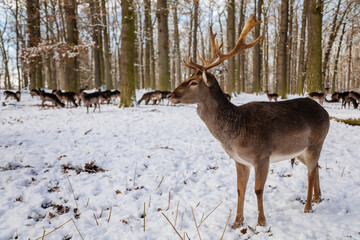 Wild amazing fallow deer standing in its natural enclosure in the garden of medieval Castle Blatna, forest in winter sunny day, A lone deer is looking for food. Czech Republic