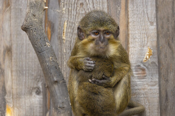 Gabon Talapoin with his cub in an embrace standing on a branch in the background of a wooden wall....