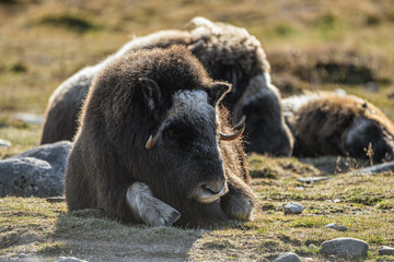 Fototapeta premium musk ox in norway in dovrefjell relaxing in autumn