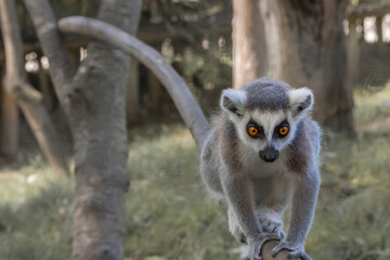The ring-tailed lemur (Lemur catta) in a zoological garden. A baby Lemur climbs along a tree branch.
