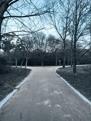 Fototapeta premium road in winter