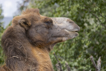 Portrait of a camel in profile in the background of a deciduous tree.close up portrait(Camelus...