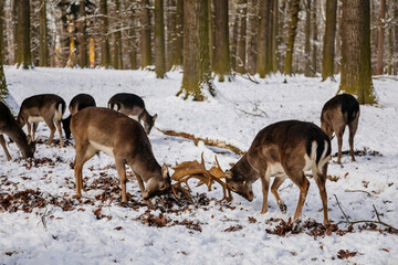 Deers butt and fight in the garden of medieval Castle Blatna in winter sunny day, Herd of red deer in its natural enclosure in the forest, Czech Republic