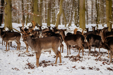 A group of wild fallow deers lying and resting in the garden of medieval Castle Blatna in winter sunny day, Herd of red deer in its natural enclosure in the forest, Czech Republic