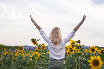 Naklejka na ściany i meble Happy adult blonde girl in a white shirt and green jeans in the middle of a field of yellow sunflowers. Young woman with hands raised up