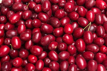 Many ripe burgundy dogwood berries, background. Summer harvested fruits, top view