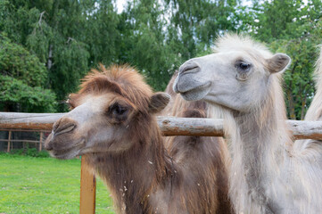 Brown and white camels relaxing together. Headshot. Two camels. Dromedary and Bactrian.