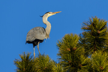 Graureiher (Ardea cinerea)
