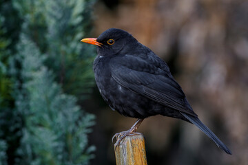 Amsel (Turdus merula) Männchen