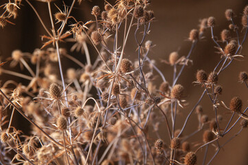 bouquet of wildflowers dry thistle on brown background