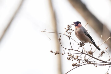 eurasian bullfinch on the branch