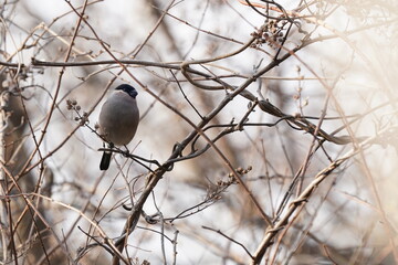 eurasian bullfinch on the branch