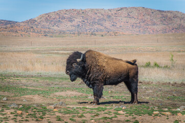 A young bison standing alone in the prairies of Wichita mountains wildlife refuge, Oklahoma, USA, Earth.