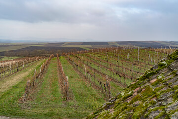 Austrian wine fields in winter