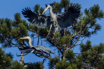 Graureiher (Ardea cinerea) streiten sich