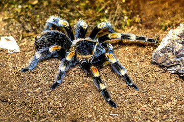 A huge spider,Red-Legged Costa Rican Tarantula (the biggest tarantula in the world). Largest spider in terms of leg-span is the giant huntsman spider. Females can live up to 25 years