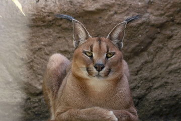The caracal rests in his paddock and looks straight into the camera. (Caracal caracal) In the background a wall
