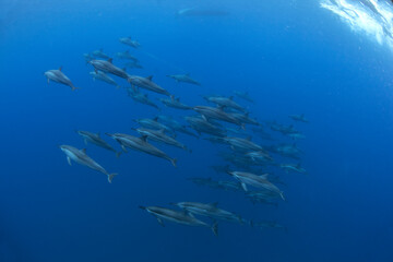 Fototapeta na wymiar Family of spinner dolphins searching for food. Marine life in the Indian ocean. Swimming with dolphins.