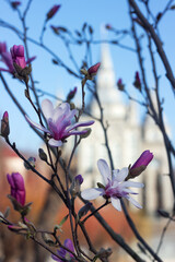 Blooming pink magnolia, beautiful flowering tree in spring. Old church in the background