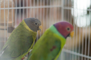 Two Parrots, Male and Female, in the cage. Sad Birds.