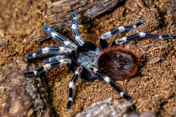 A huge spider,Red-Legged Costa Rican Tarantula (the biggest tarantula in the world). Largest spider in terms of leg-span is the giant huntsman spider. Females can live up to 25 years