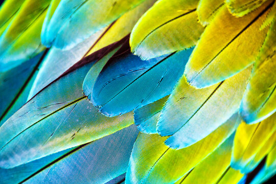 Macaw wings. Thé stunning beauty of nature.Vivid, intensive blue and yellow colored feather structure of large amazonian Scarlet Macaw parrot, Wildlife photography,