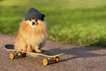 dog and sports. Cool  Pomeranian in hat riding in skateboard on the road, looking at the camera....