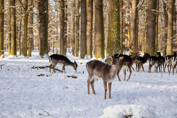 Fototapeta na wymiar A group of wild fallow deers lying and resting in the garden of medieval Castle Blatna in winter sunny day, Herd of red deer in its natural enclosure in the forest, Czech Republic