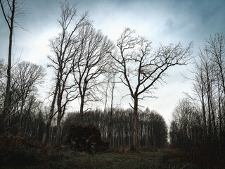 sad gloomy autumn day in the woods