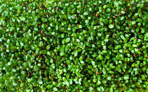 Microgreens alfalfa background texture. Alfalfa sprouts closeup.