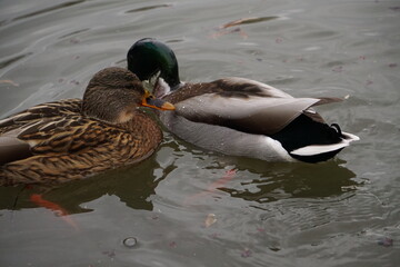 Duck couple