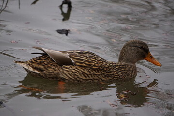 Brown duck swimming