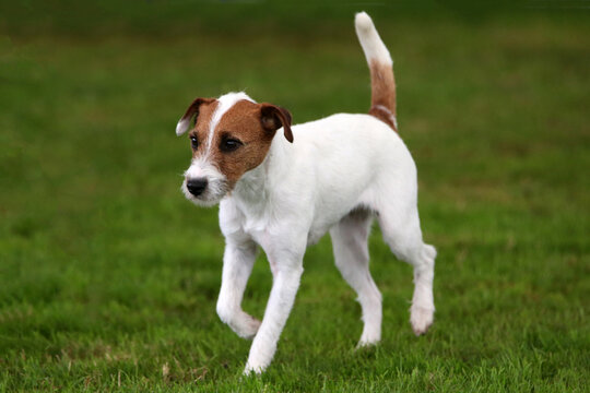 Parson Jack Russell Terrier
