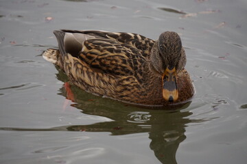 Brown duck swimming