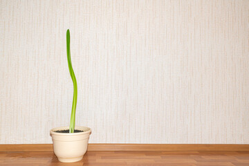amaryllis flower leaf in a pot against the wall