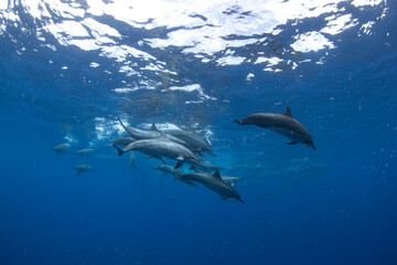 Naklejka premium Family of spinner dolphins searching for food. Marine life in the Indian ocean. Swimming with dolphins.