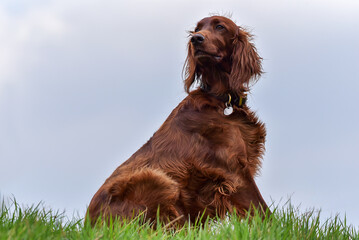 Cocker Spaniel portrait.