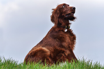 Cocker Spaniel portrait.