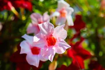 Beautiful pink flower, Mandevilla laxa, Chilean jasmine, close-up.