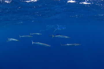 Wahoos swim near the surface. Predatory fishes in the Indian ocean. Swimming with the wahoos