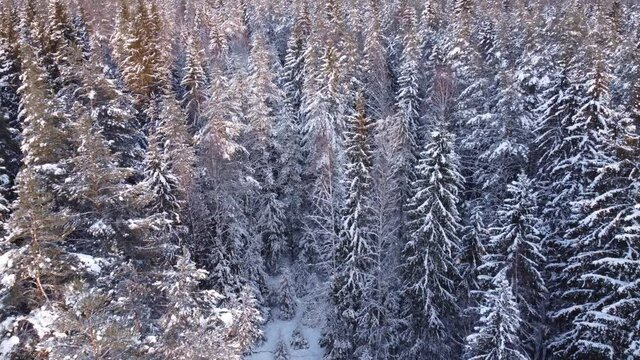 Snow covered forest