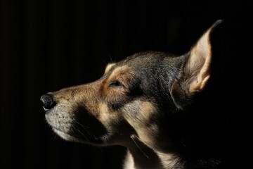 portrait of a dog in profile on a black background