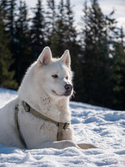 siberian husky dog