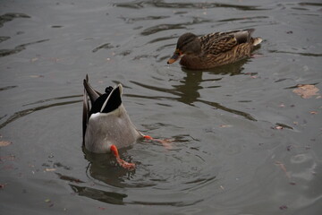Duck diving  into lake water