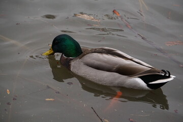 Brown duck swimming