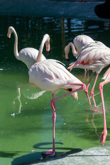 A shot of flamingos walking in the water with green water in the background
