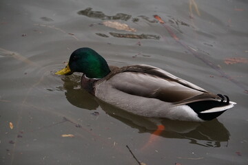 Green headed duck on lake water