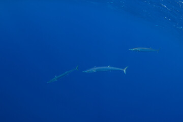 Obraz premium Wahoos swim near the surface. Predatory fishes in the Indian ocean. Swimming with the wahoos
