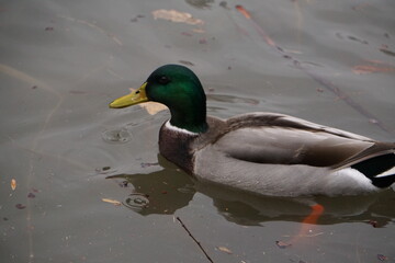 Green headed duck on lake water